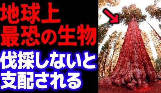 【危険】放置すれば山火事を引き起こし全てを焼き払ってしまう恐怖の「木」【岡田斗司夫切り抜き】