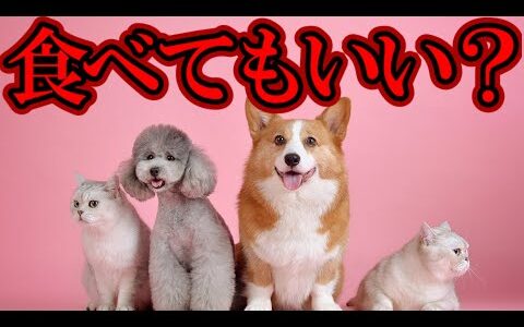 【岡田斗司夫切り抜き】猫・犬・クジラ・イルカを食べてもいいと思いますか？岡田としお